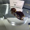 Miu Miu Oval Kahve cam Leopar çerçeve 516