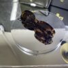 Gucci Oval Leopar Çerçeve Kahve cam 642